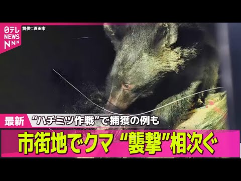【クマ出没】道路にクマ「めっちゃ見てる」出没相次ぐ/ハチミツ作戦でやっと捕獲　お寺にクマ居座り“5日間”── ニュースライブ （日テレNEWS LIVE）