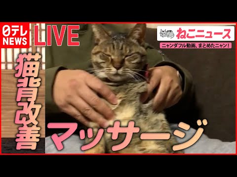 【猫ライブ】洗濯機に挟まれた子猫/マッサージが大好きな猫/心配になるくらい爆睡する猫 など （日テレNEWS LIVE）