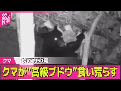 【クマ】クマが“高級ブドウ”食い荒らす一晩で約50房 / クマがガラス割り住宅に侵入 住人は2階に逃げケガなし 新潟・村上市── ニュースライブ（日テレNEWS LIVE）