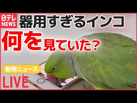 【ライブ】動物ニュースまとめ：スマホ操作し動画見るインコ / 謙虚なツキノワグマ？エサもらうため“お辞儀” / 「オハヨウ」と鳴くカラス　など――（日テレNEWSLIVE）