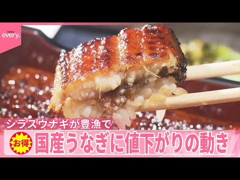 【シラスウナギ豊漁で】今夏は「うなぎ」がお得に 1000円台も続々