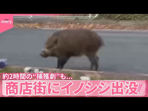 【イノシシ】商店街に出没 パトカーも出動、約2時間にわたる“捕獲劇”も… 山口市