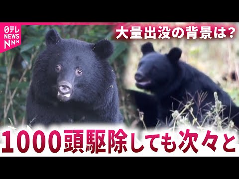 【クマ】一体何頭いる？ 熊&quot;大量出没&quot;の背景に社会状況の変化 対策は　秋田　NNNセレクション