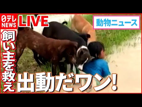 【動物ライブ】障子があっても突き進む猫/チーター親子そろってゴロゴロ /ヤギが暑くなるとなめる白い物体の正体とは？（日テレNEWS LIVE）