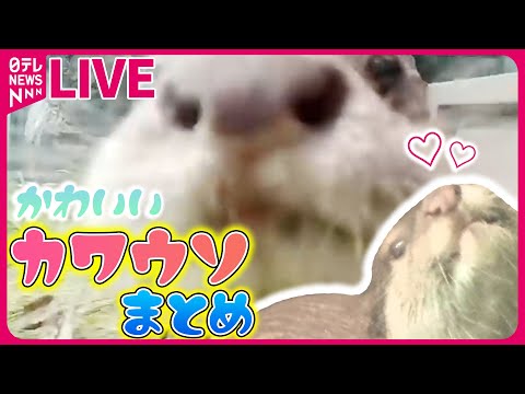 【カワウソまとめ】カワウソ3姉妹“命名”までの舞台裏に密着！ /“密猟・密輸”の問題…野生動物のペット化が増加/「世界カワウソの日」 など――どうぶつニュースライブ（日テレNEWS LIVE）