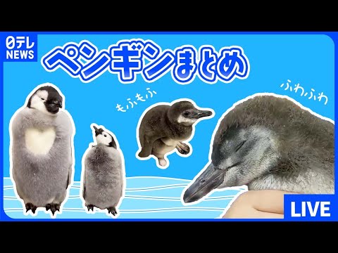 【ペンギンまとめ】もふもふでふわふわなペンギンの赤ちゃん / “パタパタ” ペンギンが追いかけていたのは… / ペンギンの暑さ対策とは？　など（日テレニュース LIVE）