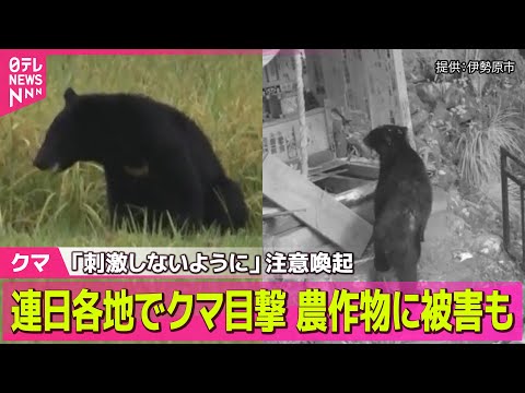 【クマ】田んぼにクマ　各地で農作物が連日被害　秋田 / 大山ケーブルカーの駅近くにクマ出没　カメラが捉える　神奈川── ニュースライブ（日テレNEWS LIVE）