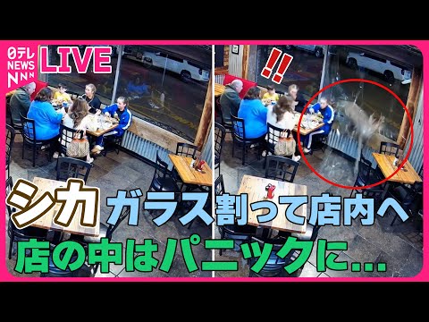 【まさかの出来事（アメリカ編）】食事中にシカ…ガラス突き破り店内へ/高速道路をチワワ爆走/競馬場で“祖父母レース”開催　など ニュースライブ （日テレNEWS LIVE）