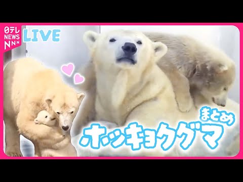 【ホッキョクグマまとめ】どうぶつキセキの瞬間30連発！/感謝を込めた氷のプレゼント/８頭を産み育てた子育て物語　など（日テレNEWS LIVE）