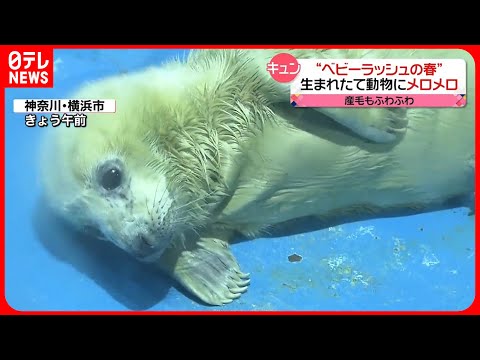 【キュン】生まれたて…ふわふわ「ハイイロアザラシ」の赤ちゃんにメロメロ