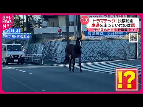 【投稿動画】道路に現れたのは…馬！？『every.特集』