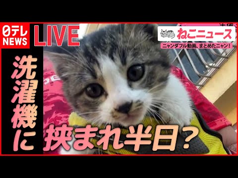 【猫ライブ】洗濯機に挟まれた子猫/マッサージが大好きな猫/心配になるくらい爆睡する猫 など （日テレNEWS LIVE）