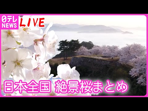 【春爛漫ライブ】『桜の名所・日本列島絶景スポット』日本全国各所にある桜の名所をお届け――上空からはドローンで地上からは花びらまで鮮明に　春を感じる美しい映像まとめ（日テレニュース LIVE）