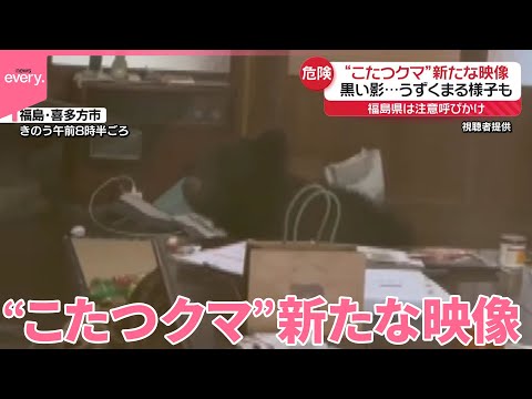 【“こたつクマ”】新たな映像 黒い影…うずくまる様子も