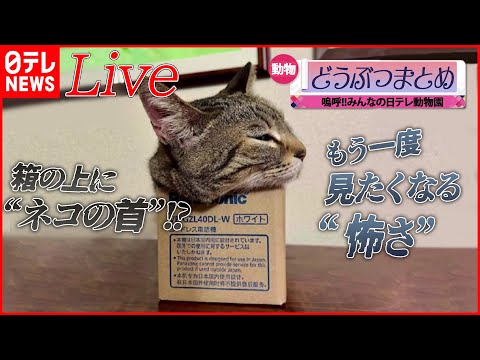 【動物ライブ】“ネコの生首”！？　飼い主も一瞬ひやっと…/あくび連発するネコ/「つばめタクシー」に100羽以上のツバメ（日テレNEWS LIVE）