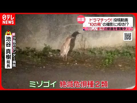 【投稿動画】超貴重映像！幻の鳥”ミゾゴイ”の撮影に成功『every.特集』