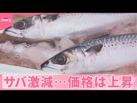 【サバ激減】漁獲量が数年で半分に 「仕入れられない」鮮魚店悲鳴 メニュー変更余儀なくされる飲食店も