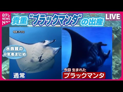 【水族館の人気者まとめ】貴重“ブラックマンタ”の出産　感動の瞬間に歓声が…/ 新年度を前に一足早い入社式…羊の前や水中で新たな一歩　など（日テレニュース LIVE）