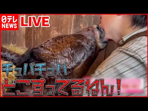 【動物ライブ】「どこ吸ってるねん!!」馬の赤ちゃんが25秒間…飼育員の/あくび連発するネコ/「つばめタクシー」に100羽以上のツバメ（日テレNEWS LIVE）