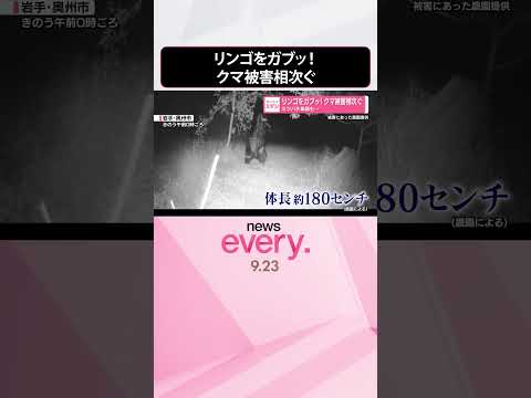 【クマ】リンゴをガブッ！被害相次ぐ ミツバチ巣箱も… #shorts