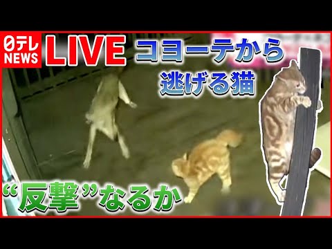 【どうぶつライブ】ネコが宙づり状態… /絶滅危惧種「スナドリネコ」の赤ちゃん誕生 / 国道を駆け抜ける“馬とパトカー” など（日テレNEWS LIVE）