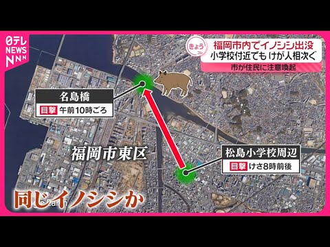 【けが人相次ぐ…】福岡市内でイノシシ出没 市が注意喚起