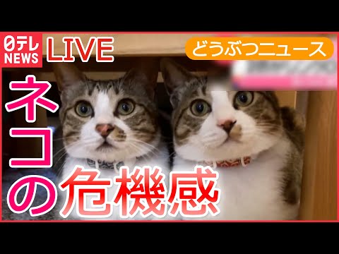 【動物ライブ】ネコ2匹が「やばい」連発/ “お辞儀”するクマ / 「オハヨウ」と鳴くカラス/ コヨーテから逃げるネコ…”反撃”なるか　など――動物ニュースまとめ（日テレNEWSLIVE）