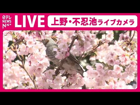 【天気ライブ】上野公園 ライブカメラ　桜の様子は ──Cherry blossoms at Shinobazu pond in Ueno,Japan