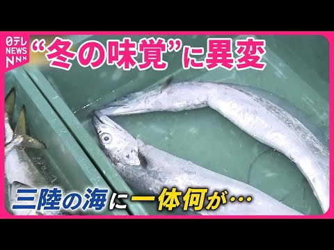 【桝が三陸の海へ】世界で最も海面水温が上昇 高級食材に異変も『バンキシャ！』