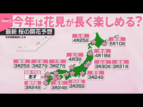 【まもなく“桜開花”】今年は花見が長く楽しめる？