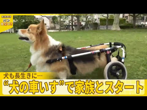 【犬の平均寿命のびニーズ高まる？】世界に一つ「犬の車いす」で家族との新たな一歩を