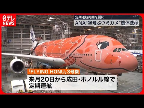 【全日空】空飛ぶウミガメ「FLYING HONU」3号機、10月の定期運航前に機体洗浄