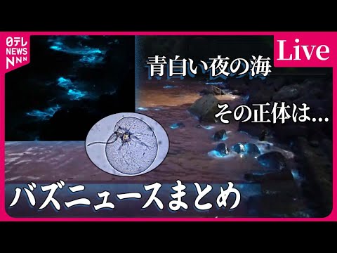 【バズニュースまとめ】夜の海できらめく青白い光 / 米・ケンタッキー州の高速道路に“ニワトリ / アオサノリ養殖に危機…など　ニュースライブ（日テレNEWS LIVE）