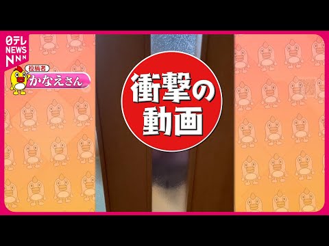 【投稿動画】扉の向こうにオバケが…『every.特集』