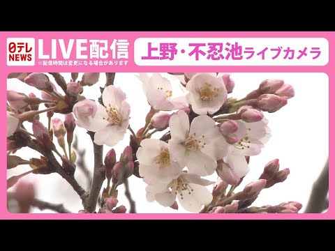 【お花見ライブ】桜の様子はー 上野・不忍池 ライブカメラ Cherry blossoms at Shinobazu pond in Ueno, eastern Japan（日テレNEWS LIVE）