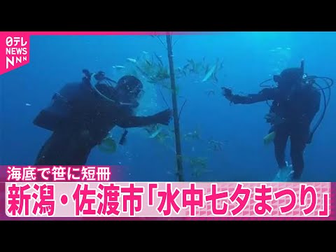 【新潟・佐渡市】「水中七夕まつり」海底で笹に短冊飾り付け