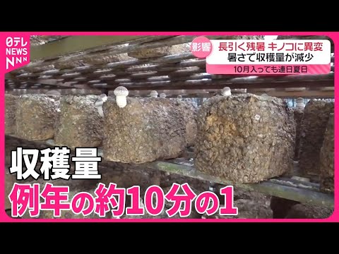 【旬の“きのこ”に異変】長引く残暑で収穫量が減少