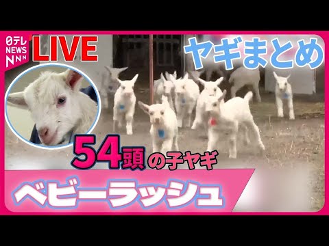 【やぎまとめ】54頭の子ヤギが誕生　/「とにかくかわいい」飼い主を探す子ヤギ/崖の上にヤギの「ポニョ」？/ ペットのヤギ、人気者でも困った問題　など （日テレNEWS LIVE）