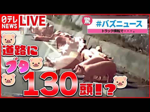 【バズニュースライブ】トラック横転　“ブタ130頭”取り残され…韓国で交通規制/気になる…「違和感ある写真」で注意喚起　観光地の「マナー違反」対策　など（日テレNEWS LIVE）