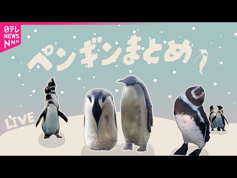 【ペンギンまとめ】“パタパタ” 追いかけていたのは…ペンギン２匹が謎の行動 / 客の移動に合わせ… 仲間と勘違い？ / 赤ちゃんペンギンと飼育員が攻防　など（日テレニュース LIVE）