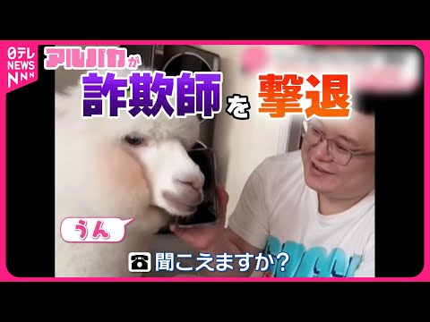 【まさか】アルパカの&quot;冷静な対応&quot;で詐欺電話を撃退…？ 中国