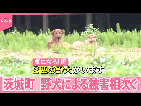 【茨城町で野犬増加】子豚殺される被害も… 農家による捕獲に密着『気になる！』