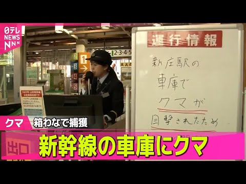 【クマ】“人の生活圏”クマ出没増加 / 工場敷地内、自宅裏の畑、温泉旅館の駐車場、新幹線の車庫 ── 社会ニュースまとめ （日テレNEWS LIVE）