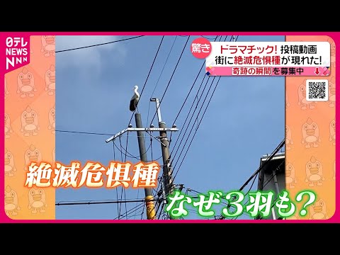 【投稿動画】コウノトリが３羽も電柱に!? &quot;絶滅危惧種&quot;が現れたワケ 『every.特集』