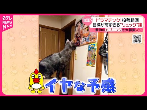 【投稿動画】リュックサックが大好きな猫　無謀なチャレンジ『every.特集』