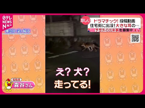 【投稿動画】住宅街を走っていたのはナニモノ？『every.特集』