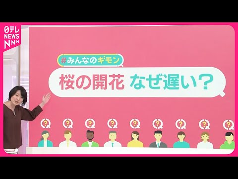 【桜の開花なぜ遅い?】東京では“10年ぶり”の遅さ 植え替えで「ソメイヨシノ」消える?【#みんなのギモン】