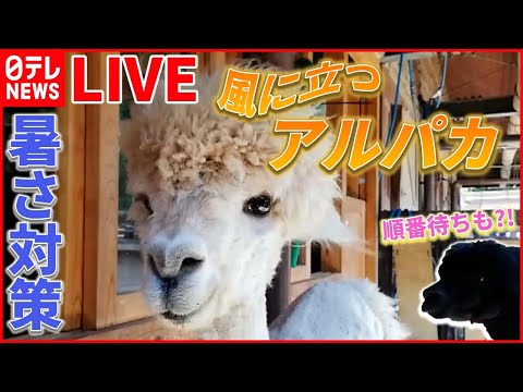 【動物ライブ】「オハヨウ」と鳴くカラス /夜の新宿駅に“珍客”タヌキ現る / エレベーターで犬が突然“宙づり”に（日テレNEWS LIVE）