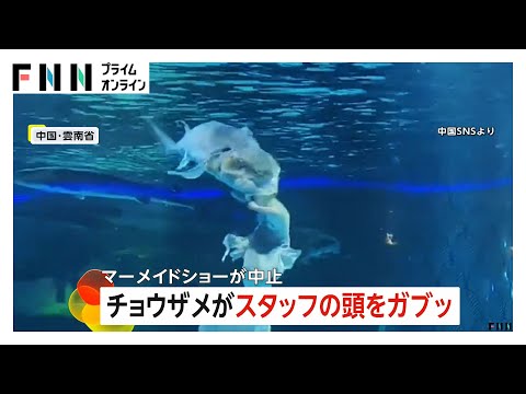 【恐怖の瞬間】マーメイドショーでチョウザメが“人魚”の頭をガブリ…エサをくれると勘違い？かまれたスタッフは命に別条なし　中国・雲南省