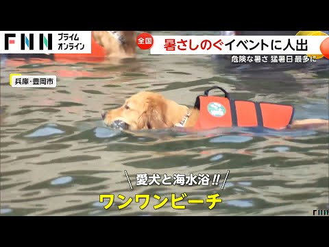 全国でも珍しい愛犬と一緒に海水浴を楽しめる「ワンワンビーチ」　暑さしのぐイベントで各地にぎわう